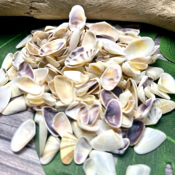 100 Florida Assorted Shells Coquinas, Tellins, Wedge Mixed 
Collect DIY Crafting - Picture 9 of 16